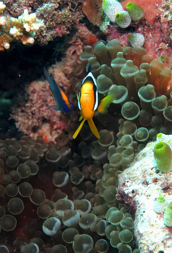 Velidhu - 2013_03_10 - IMG_0424rf_Poisson clown de Clark - Amphiprion clarkii_Kuda faru_Plongee.jpg